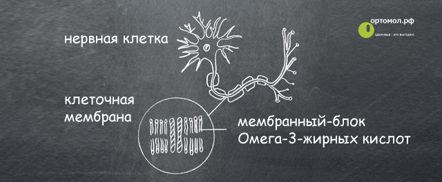 Строение нервных клеток мозга у детей ортомол джуниор омега плюс